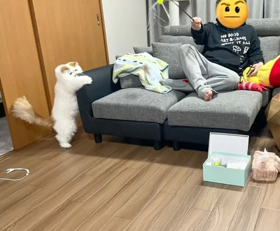 おもちゃじゃなくてソファをかじかじ…▶小顔効果！？（⇒次へ）