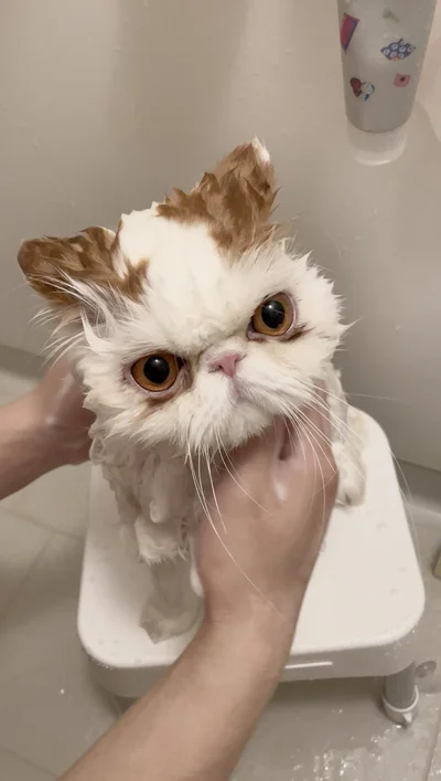 緊急シャワーがんばりました！▶1年に1度の大切な日（⇒次へ）