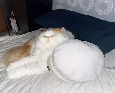 パパさんの匂いのするとこでねんね▶エビが大漁？！（⇒次へ）