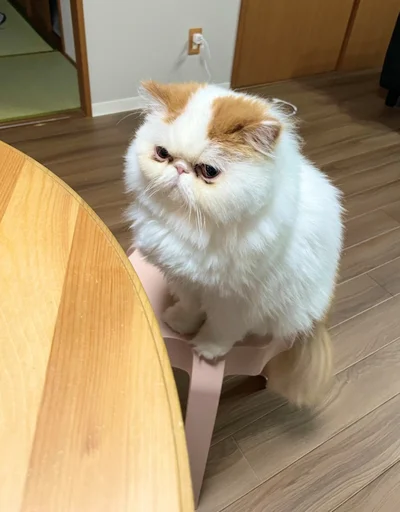 「ゴハンはよ！」じっと待つもけもけちゃんが可愛らしい！▶大好きな場所で見たものは…（⇒次へ）