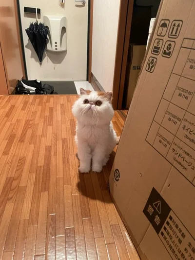 玄関が大好きなもけもけちゃん。段ボールの中身が気になります！▶もけもけちゃんショック？！（⇒次へ）