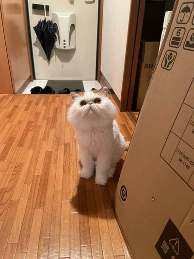 届いた段ボールは、玄関立ち入り禁止の柵が入っています…▶なにかたくらむもけもけちゃん（⇒次へ）