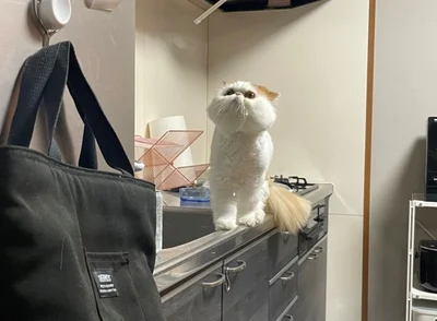 冷蔵庫の上が気になるようです！▶かわいすぎるひとコマ（⇒次へ）