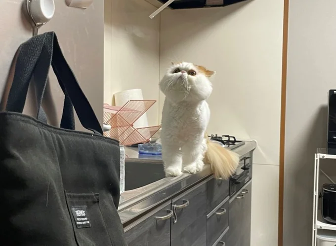 冷蔵庫の上が気になるようです！▶かわいすぎるひとコマ（⇒次へ）