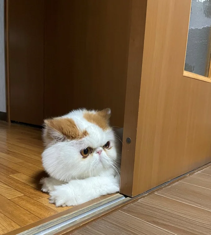 覗き込む姿がたまりません！▶もけもけちゃん絶望のワケは？（⇒次へ）