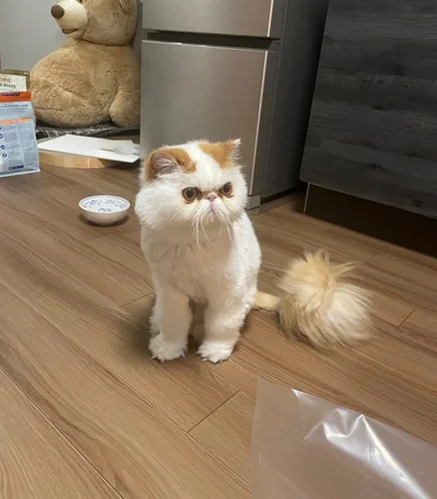 引っ越しの片付けが進まない▶混乱するくらい長い（⇒次へ）