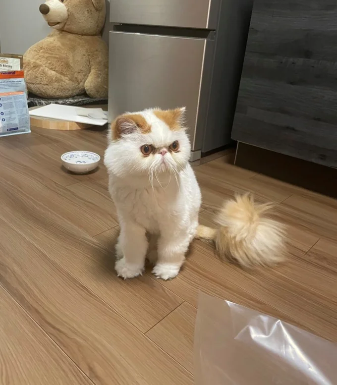 引っ越しの片付けが進まない▶混乱するくらい長い（⇒次へ）