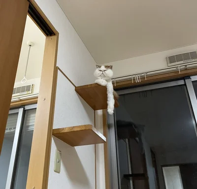 お手手がとっても長いもけもけちゃん▶何が映ってる？（⇒次へ）