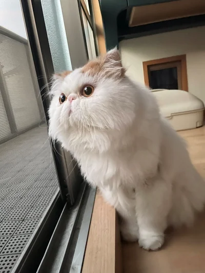 好奇心いっぱいのキラキラおめめが可愛すぎます！▶（次画像からはSNSで注目を集める、猫飼あるあるがぎゅっとつまった癒しマンガ『夜は猫といっしょ8』が読めます）