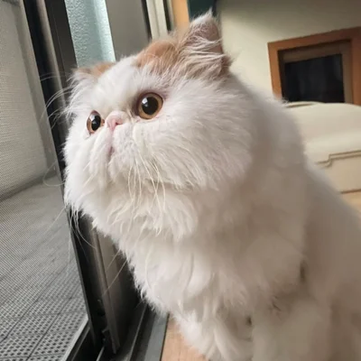 好奇心いっぱい！キラキラおめめの「もけもけちゃん」の日常的な行動とは…？