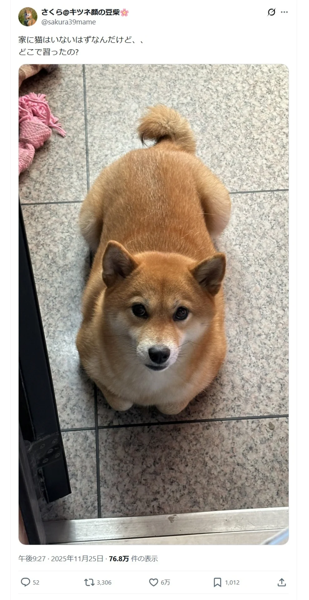 家に猫はいないはずなのに…」豆柴が見せた仕草がまるで猫？！「どこで