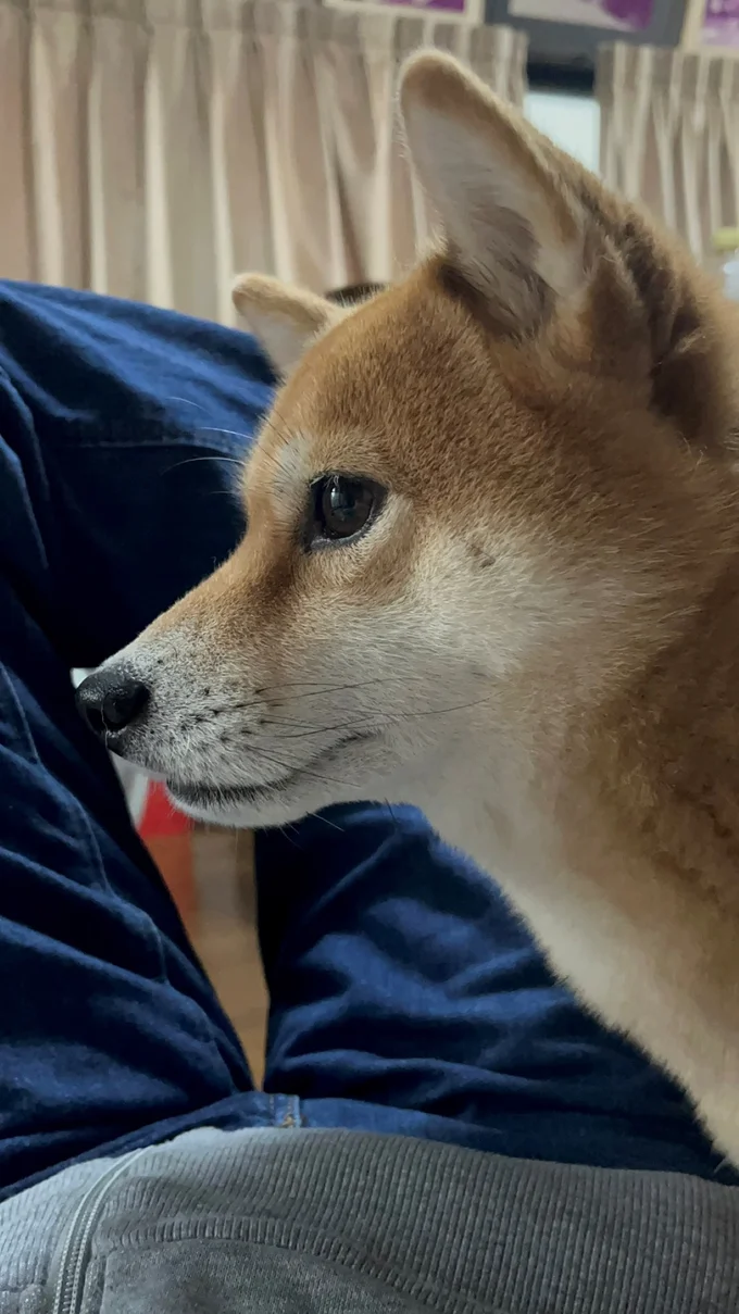 さくらちゃんのとってもきれいな横顔▶お鼻に何かついてますよ（⇒次へ）