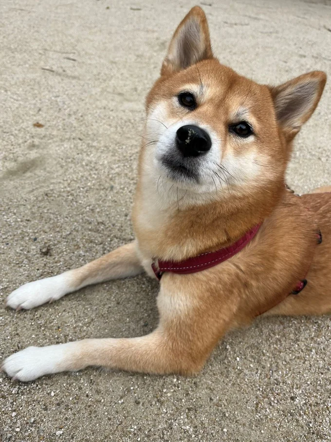 「なに？」ってお顔。お鼻に砂がついております…▶とっても凛々しいお顔（⇒次へ）