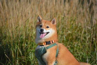 自然の中でのさくらちゃん▶冬を満喫するさくらちゃん（⇒次へ）