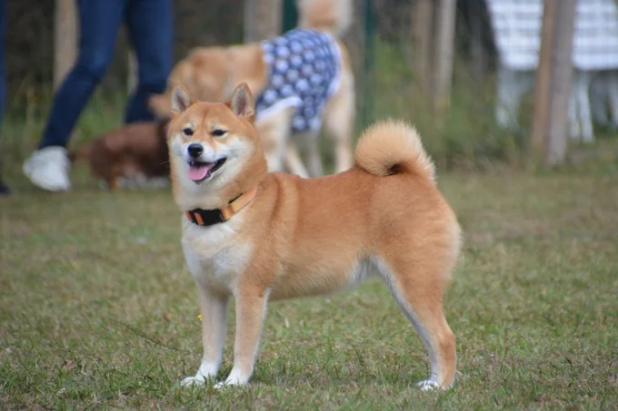 くるんとした尻尾がたまらないですね！▶さくらちゃんのかっこいい走り（⇒次へ）