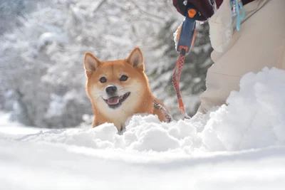 雪の中での一枚。いい表情です▶きりっとした表情も！（⇒次へ）