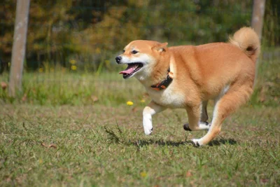 疾走感のあるさくらちゃん▶癒される瞬間…（⇒次へ）