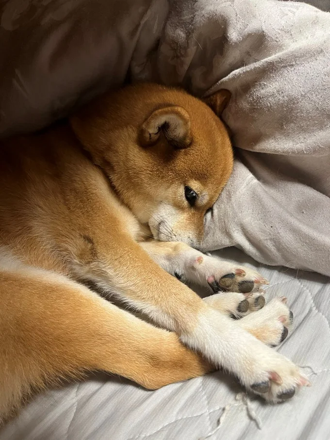 かわいい寝姿にほっこりします▶ドッグランのあとは…（⇒次へ）