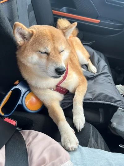 たくさん動いてぐっすり。気持ちよさそうです▶角度がいつもと違う？（⇒次へ）