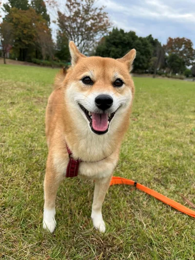 耳の角度によって表情の印象が変わりますね！▶一生懸命カミカミ！（⇒次へ）