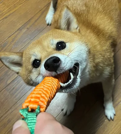 にんじんのおもちゃをカミカミ！▶まんまるお目目がかわいらしい（⇒次へ）