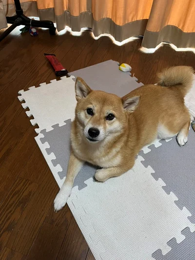 かわいさを毎日更新し続けるさくらちゃん▶視線の先には…（⇒次へ）