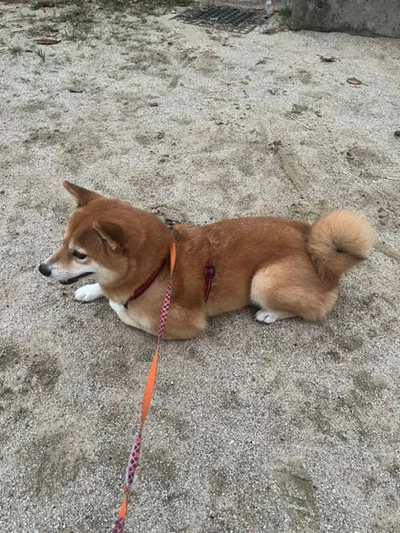 「知り合いのワンコを遠くから観察。これぞ柴犬」▶哀愁ただよう背中…（⇒次へ）