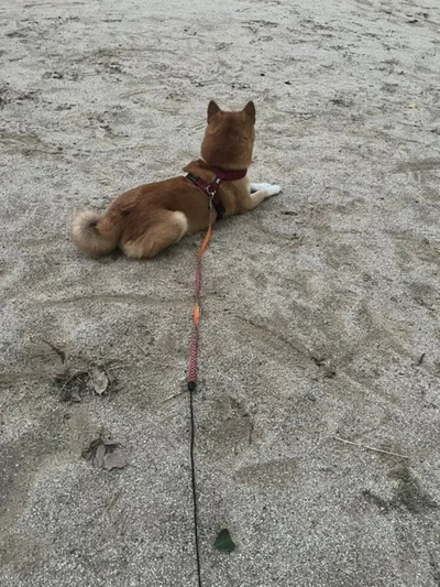 「ただみるだけ。これぞ柴犬」（次画像からは底抜けに明るい柴犬の女の子・どんぐりの、ちょっとおバカな珍行動の数々。SNSでも大人気の柴犬あるあるコミックエッセイ『ドヤ顔柴犬どんぐり2』が読めます）