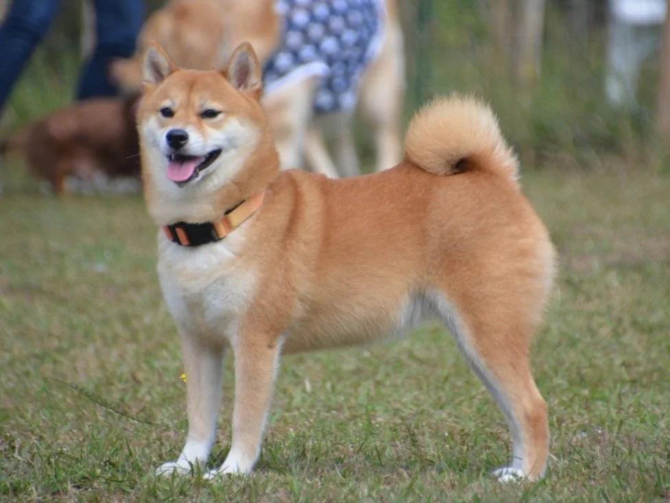 豆柴 豆柴くんちゃんさんの写真｜深津 貴之 (fladdict)