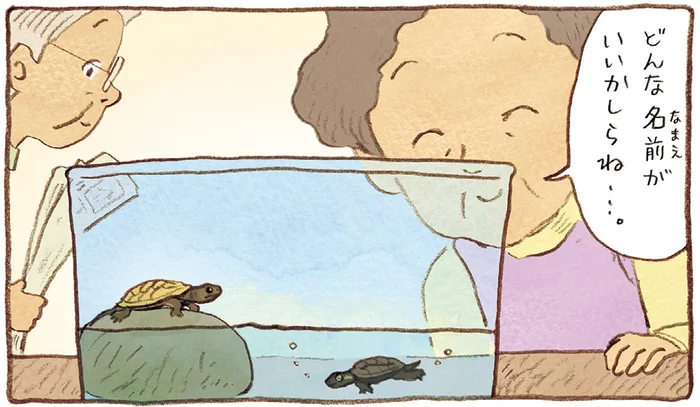 「どんな名前がいいかしら」おばあちゃんが子ガメたちにつけた名前の由来