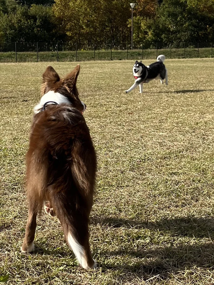 ルーナちゃんもノエルちゃんも元気いっぱいです！▶2匹仲良く駆け回る様子に（⇒次）