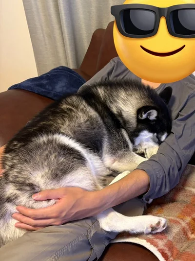 お父さんに抱っこされてすやぁ。気持ちよさそうに眠っちゃいました。▶でもときにはやんちゃで、（⇒次）