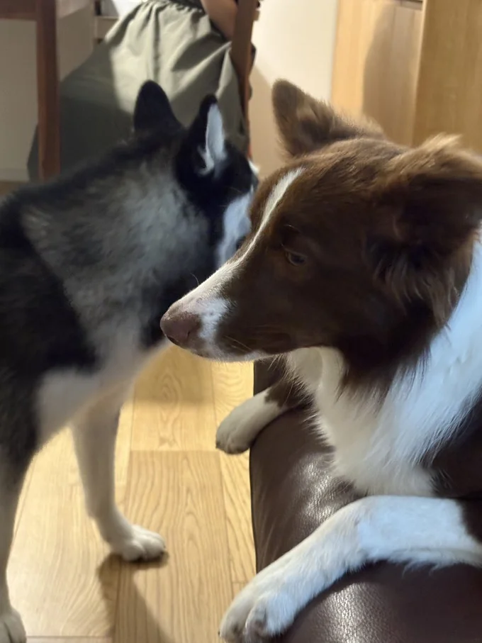 ルーナちゃんからおもちゃを取る、煽る、散々遊びに誘うなどやりたい放題！仕打ちを受けたノエルちゃんの表情が（笑）▶そして2匹に人気のスポットが（⇒次）