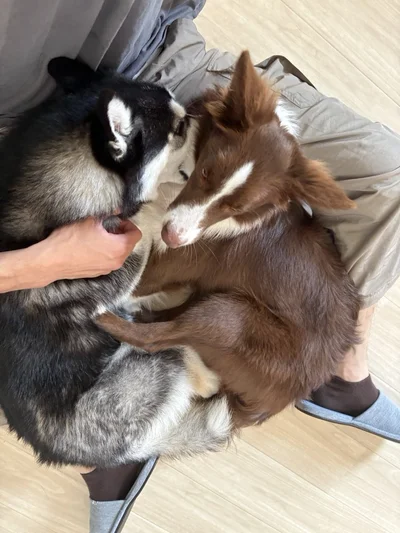 お父さんの膝上。どちらも譲らず、2匹で我こそはと争奪戦！▶そんなルーナちゃん、寝室へ向かったと思ったら（⇒次）