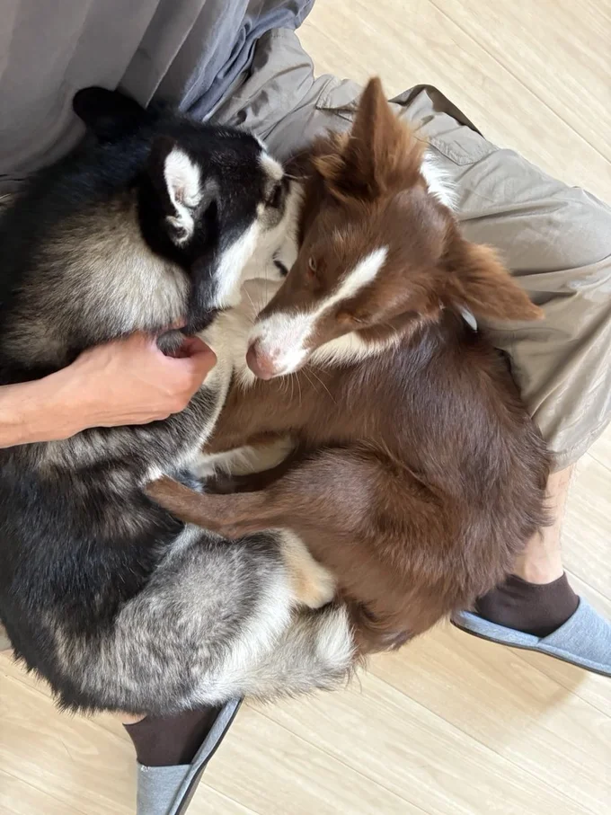 お父さんの膝上。どちらも譲らず、2匹で我こそはと争奪戦！▶そんなルーナちゃん、寝室へ向かったと思ったら（⇒次）