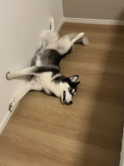 こんな格好に！ ねんねスタンバイ中の格好なんだそうです（笑）▶そしてたっぷり元気をチャージしたら、（⇒次）