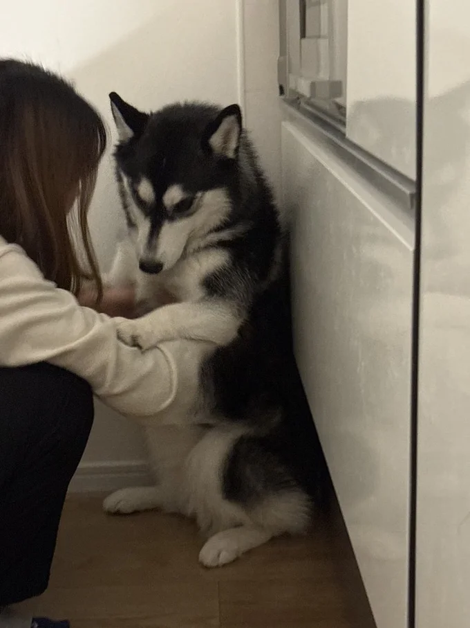 どうにか知らないふりをしよう、という画策を感じます▶そんなルーナちゃんも（⇒次）