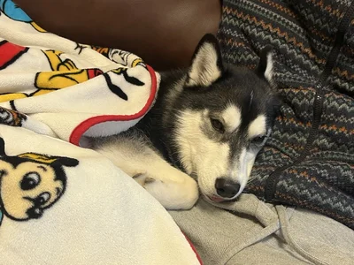 お疲れ？のときはこんな感じに。きっといっぱい遊んだんですね！▶また、このお宅にはもう一匹ワンちゃんがいて（⇒次）