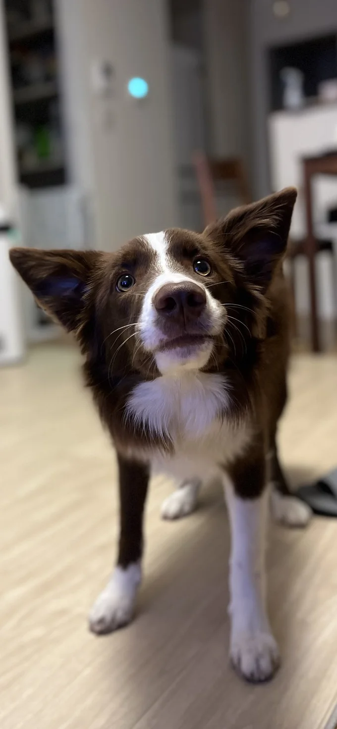 それがボーダーコリーのノエルちゃん。この写真は、おもちゃを見つめている様子だそうです▶二匹はとっても仲良しで（⇒次）