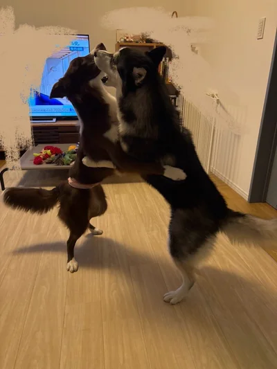 家ではいつもワンプロをしているそう！▶そして遊び疲れたら（⇒次）