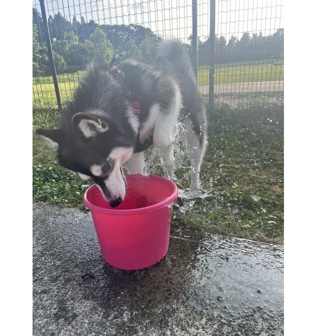 周囲がびしょ濡れで、飲んでるのか遊んでるのか……！？でも楽しそうです♪（⇒次からは、飼い犬との日常を描いた『あしょんでよッ〜うちの犬ログ〜2』が試し読みできます！）