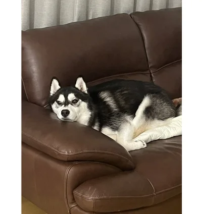 ソファーで優雅にまったり～♪▶一方ノエルちゃんは急な寒さで（⇒次）