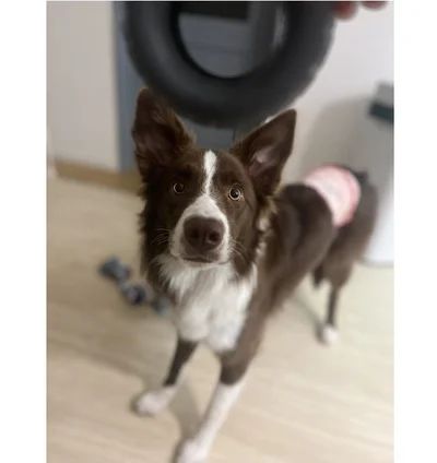 おなかをこわしてしまった様子。腹巻きでおなかを温めて元気出してー！▶でもお外が好きで（⇒次）