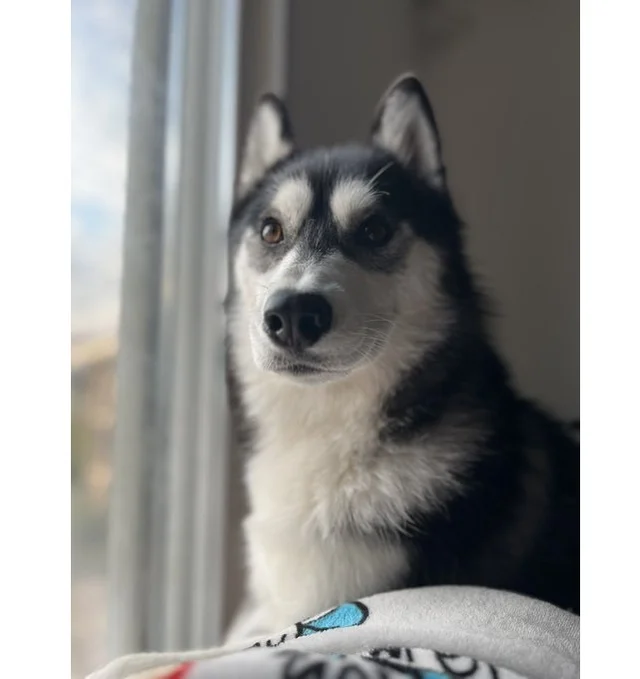 「きわめて怪しい…」台所に忍び込んだハスキー。お母さんにバレて問い詰められた、その後の反応