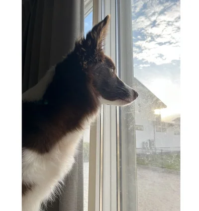 「おきたわね、にんげん　ここを開けなさい、外にいくわよ」と外を見つめるノエルちゃん▶外へ出ると（⇒次）