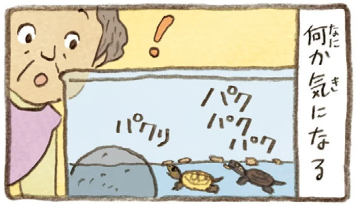 2匹とも食べてはいるけれど。おばあちゃんがかめの餌やりで気付いたこと