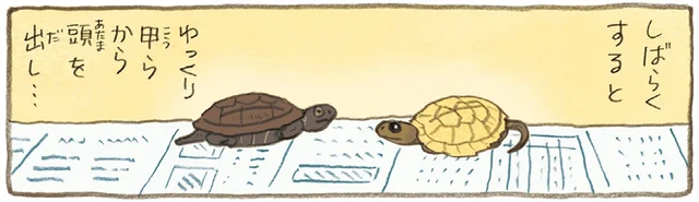 かめの散歩は気が抜けない!? どこかに行ってしまいそうでおばあちゃんたちが大慌て