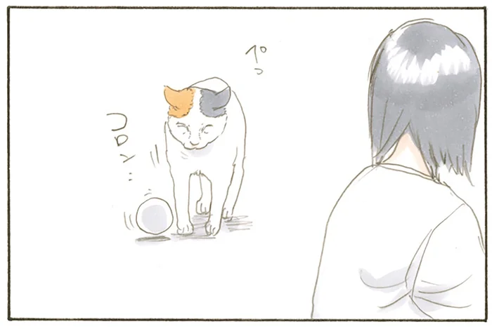 コロコロ、ちらちら。飼い主の前にボールを持ってきて遊び出す猫の目的は