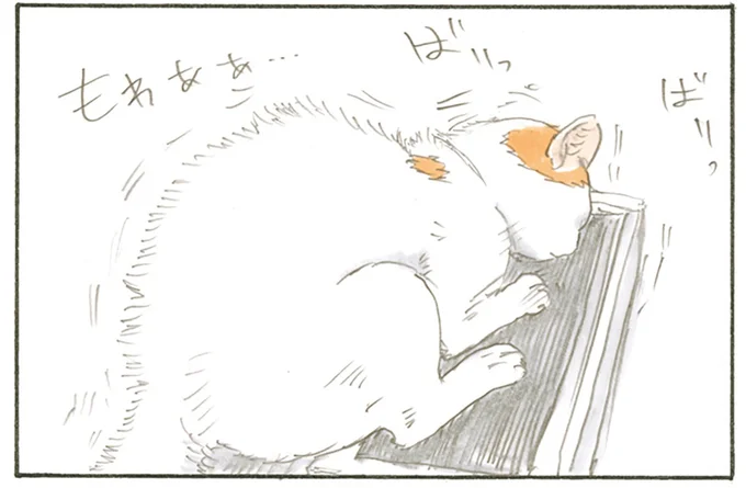 爪とぎを眺めていると…