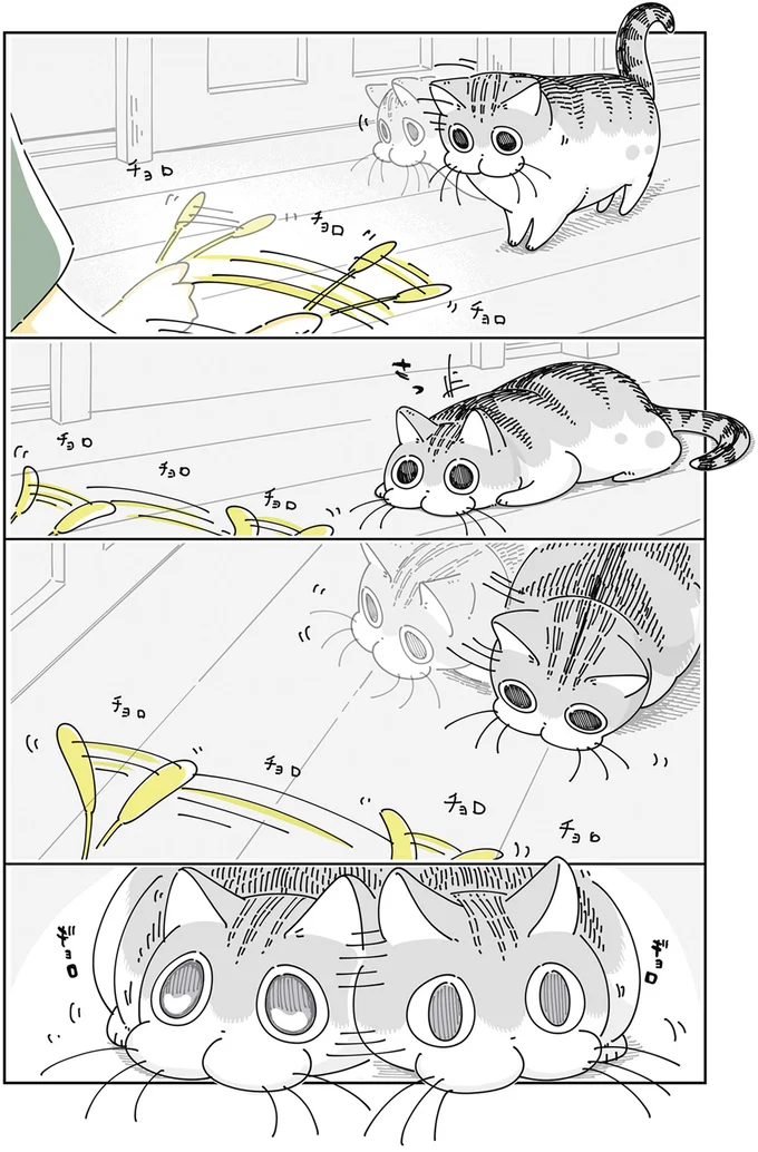 狙いを定めるネコ